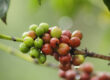 Fair Trade Coffee Kenyan