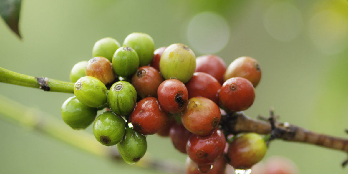 Fair Trade Coffee Kenyan