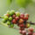 Fair Trade Coffee Kenyan