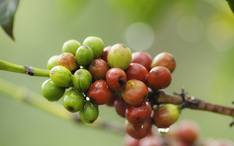 ©iStockphoto: ranplett Fair Trade Coffee Kenyan