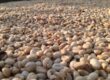 Kaffeebohnen zum Trocknen ausgelegt