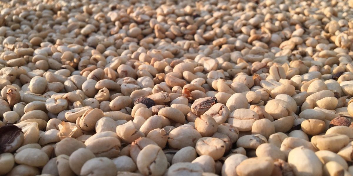 Kaffeebohnen trocknen Kaffeebohnen zum Trocknen ausgelegt