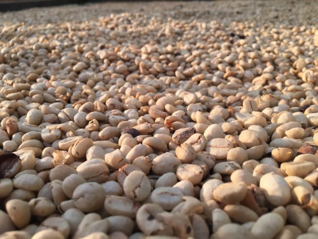 Kaffeebohnen zum Trocknen ausgelegt