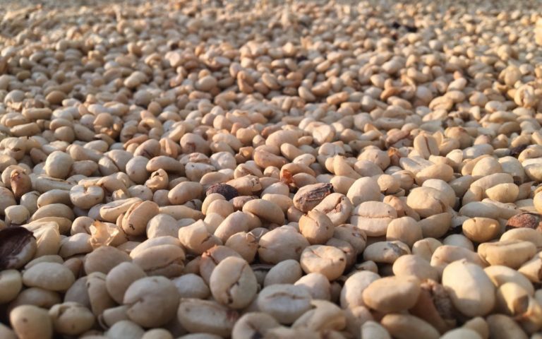 Kaffeebohnen trocknen Kaffeebohnen zum Trocknen ausgelegt