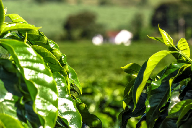 coffee-plantation-picture-id814002868 Kaffeeplantage