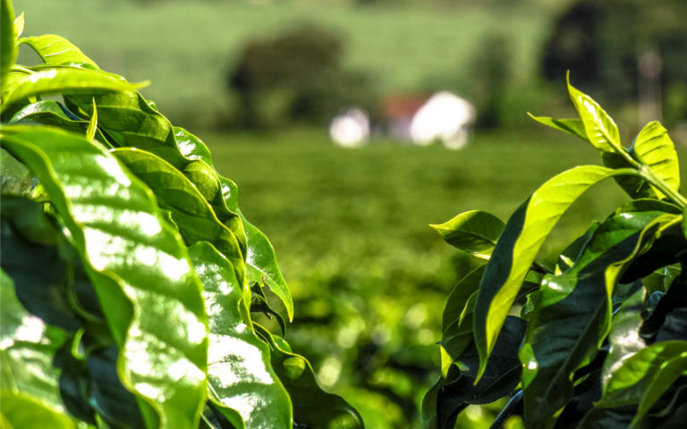 coffee-plantation-picture-id814002868 Kaffeeplantage