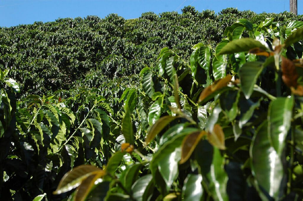 Kolumbien: Kaffeewald im Kaffeedreieck