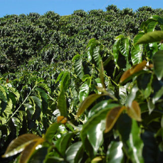 Kolumbien: Kaffeewald im Kaffeedreieck