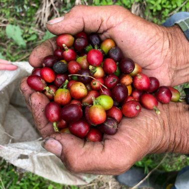 Kaffeekirschen in der Hand eines Kaffeebauern