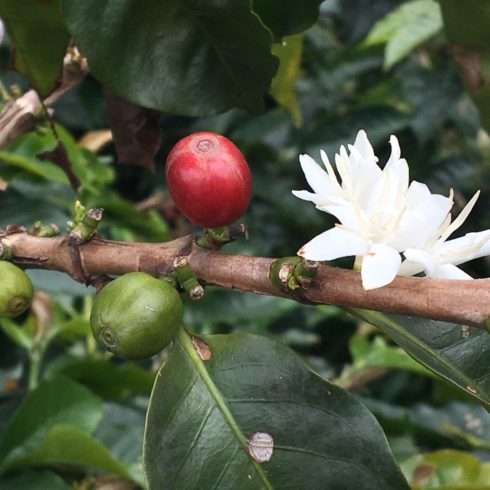 Kaffeeblüte und Frucht