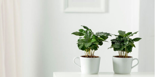 Kaffeepflanze Kaffeepflanze