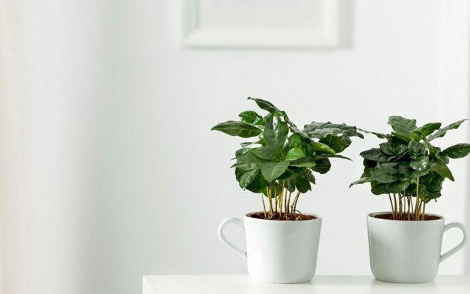 Kaffeepflanze Kaffeepflanze