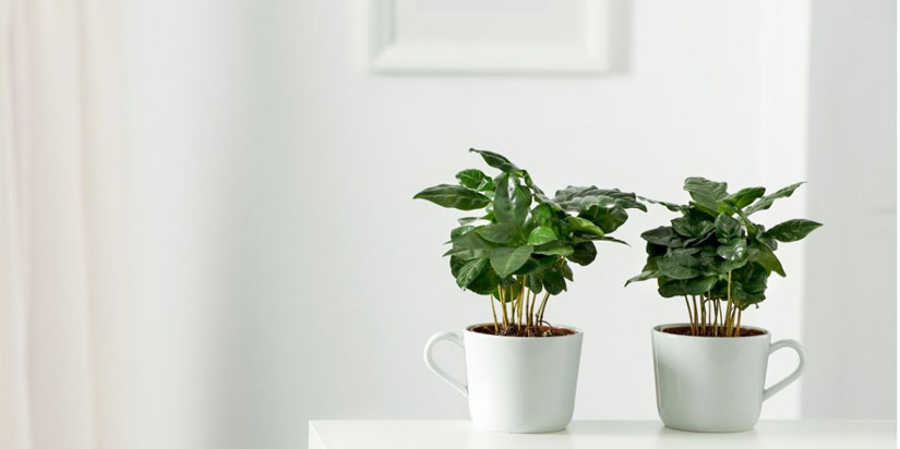 Kaffeepflanze Kaffeepflanze