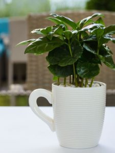 Kaffeepflanze in Tassse