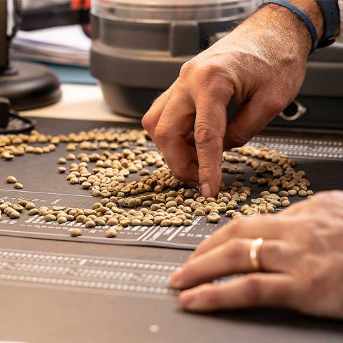 Rohkaffee wird untersucht